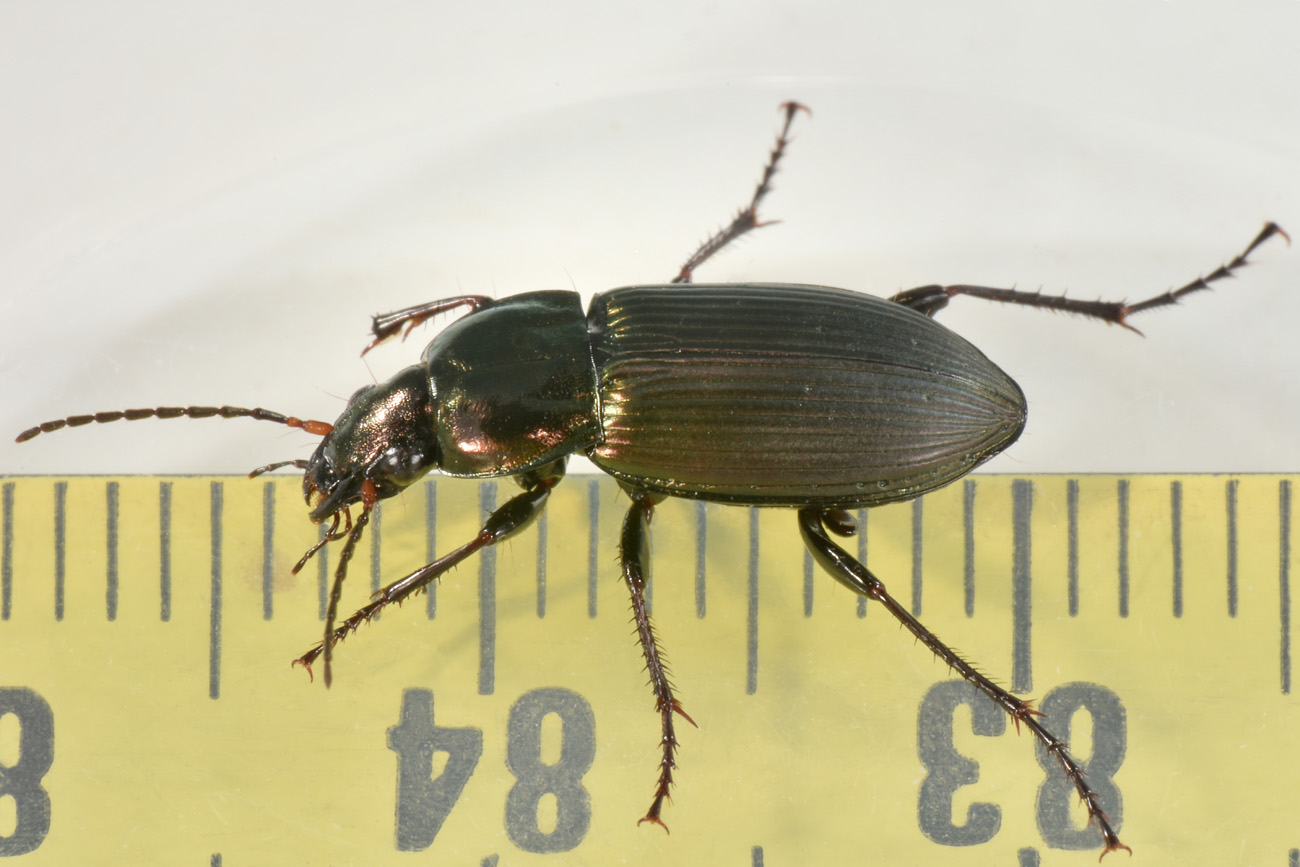 Carabidae: Poecilus cupreus?